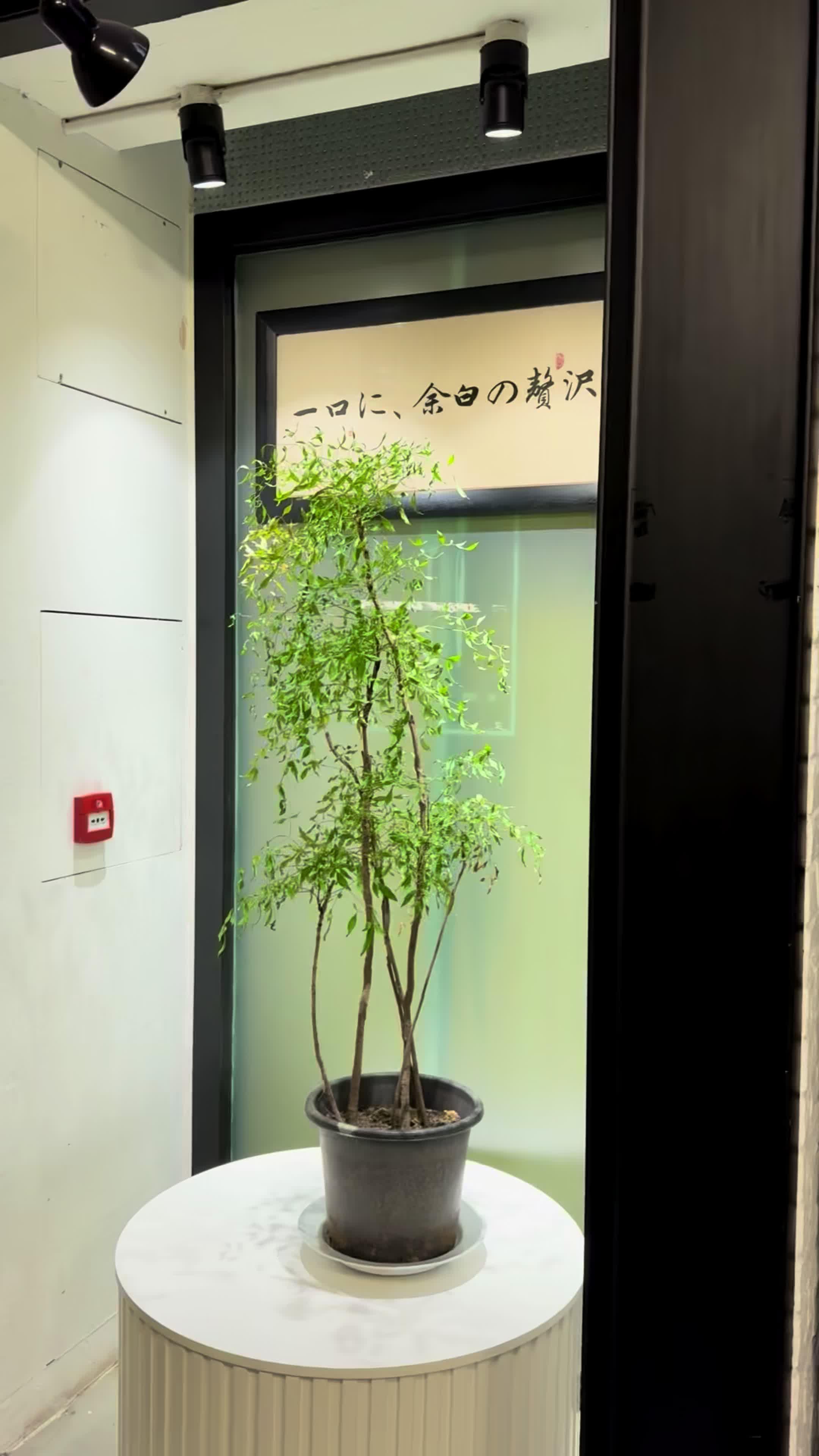 观塘新派日式餐厅